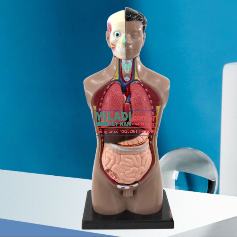 Mô hình giải phẫu cơ quan sinh dục nữ giới  Thiết Bị Y Tế Huê Lợi
